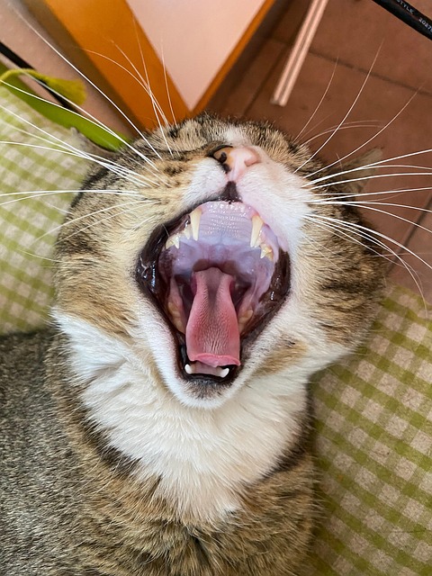 Free Cat Weary photo and picture