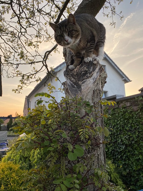 Free Cat Tree photo and picture