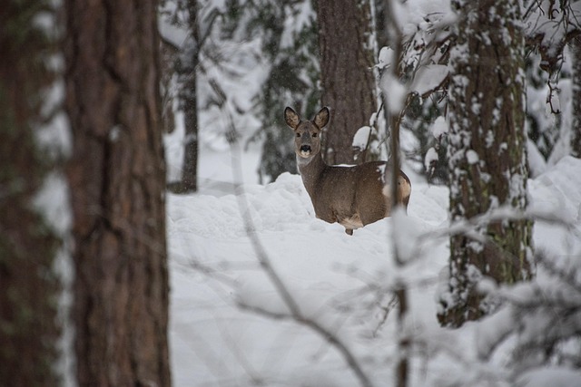 Free Deer Snow photo and picture
