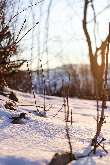 Free Ground Winter photo and picture