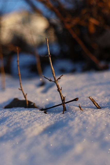Free Winter Snow photo and picture