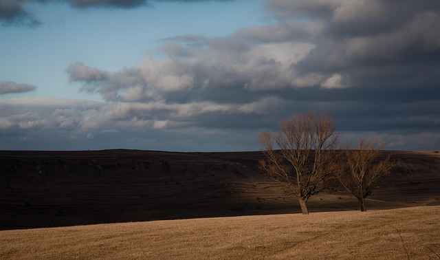 Free Tree Rural photo and picture