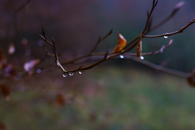 Free Drop Forest photo and picture