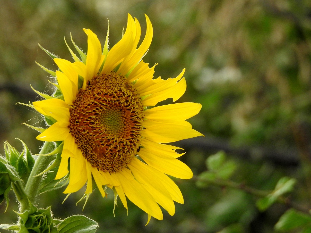 Sunflower Flower Plant Yellow - Free photo on Pixabay - Pixabay
