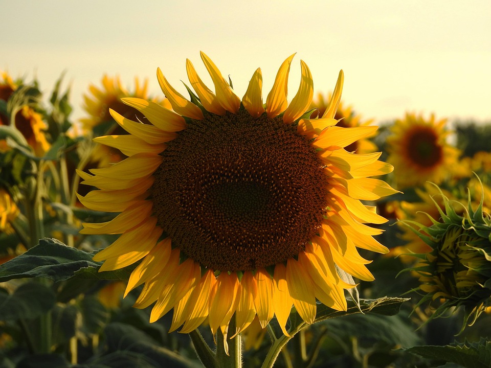 Sunflower Flower Plant Yellow - Free photo on Pixabay - Pixabay