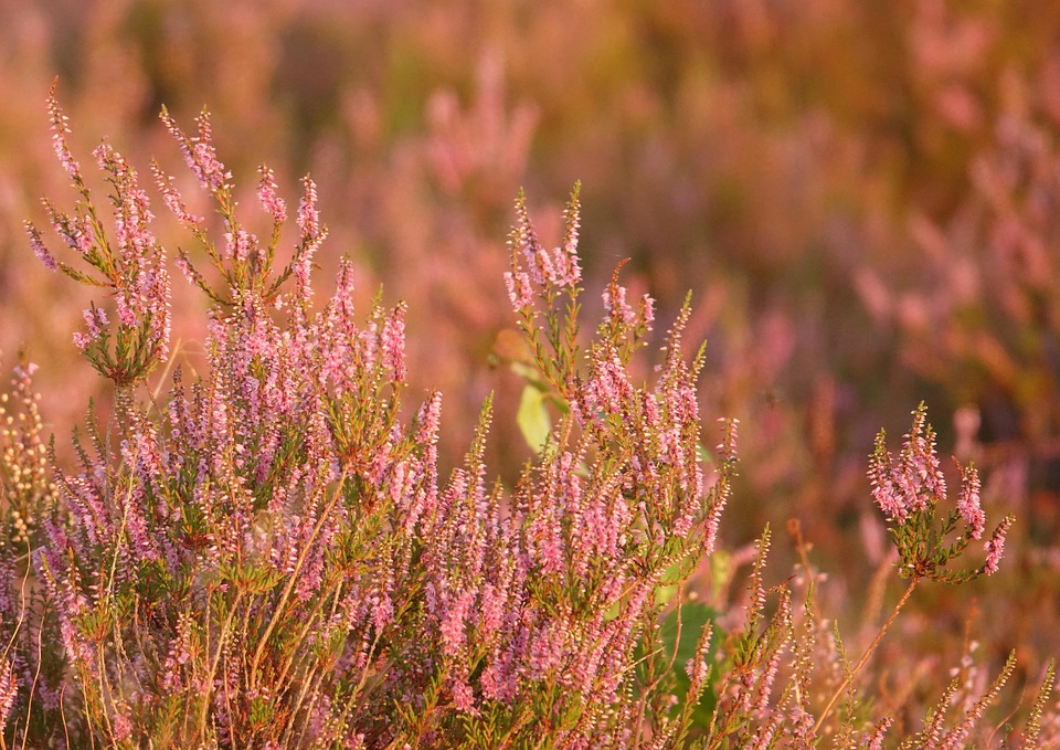 石南花 石南花灌木 希瑟花 - Pixabay上的免费照片 - Pixabay