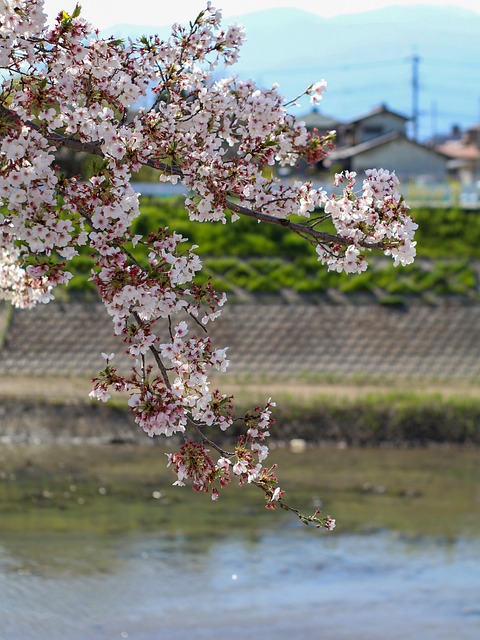Cherry Blossom, Forår, Natur, Blomstre