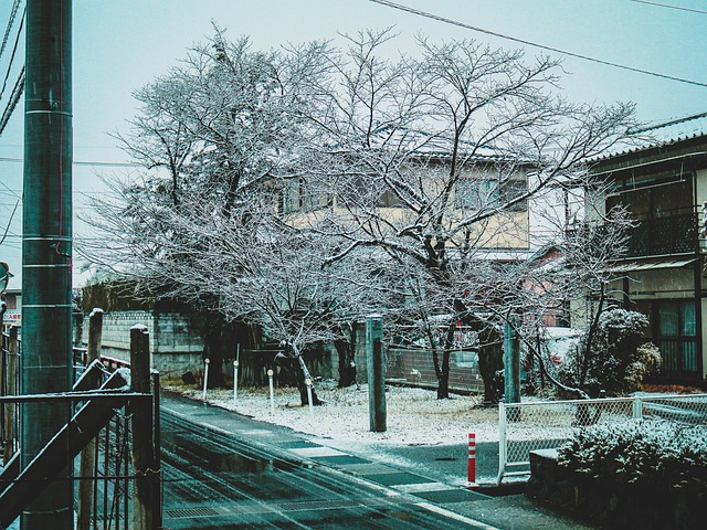 Cherry Blossom, Vinter, Sner, Sne