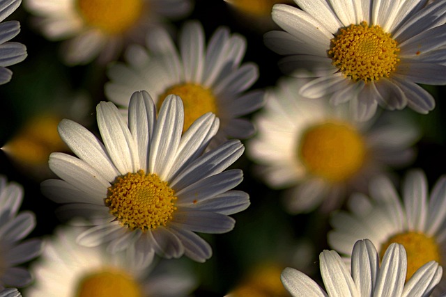 Free Margaritas Flowers photo and picture