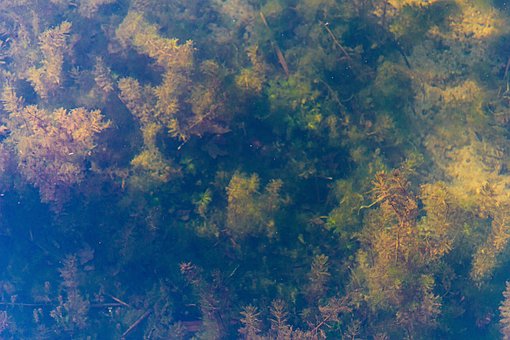 Free Water Nature photo and picture