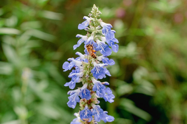 Biene, Blume, Bestäubung