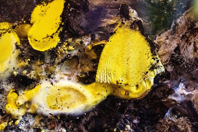 Pilz, Leucocoprinus Birnbaumii