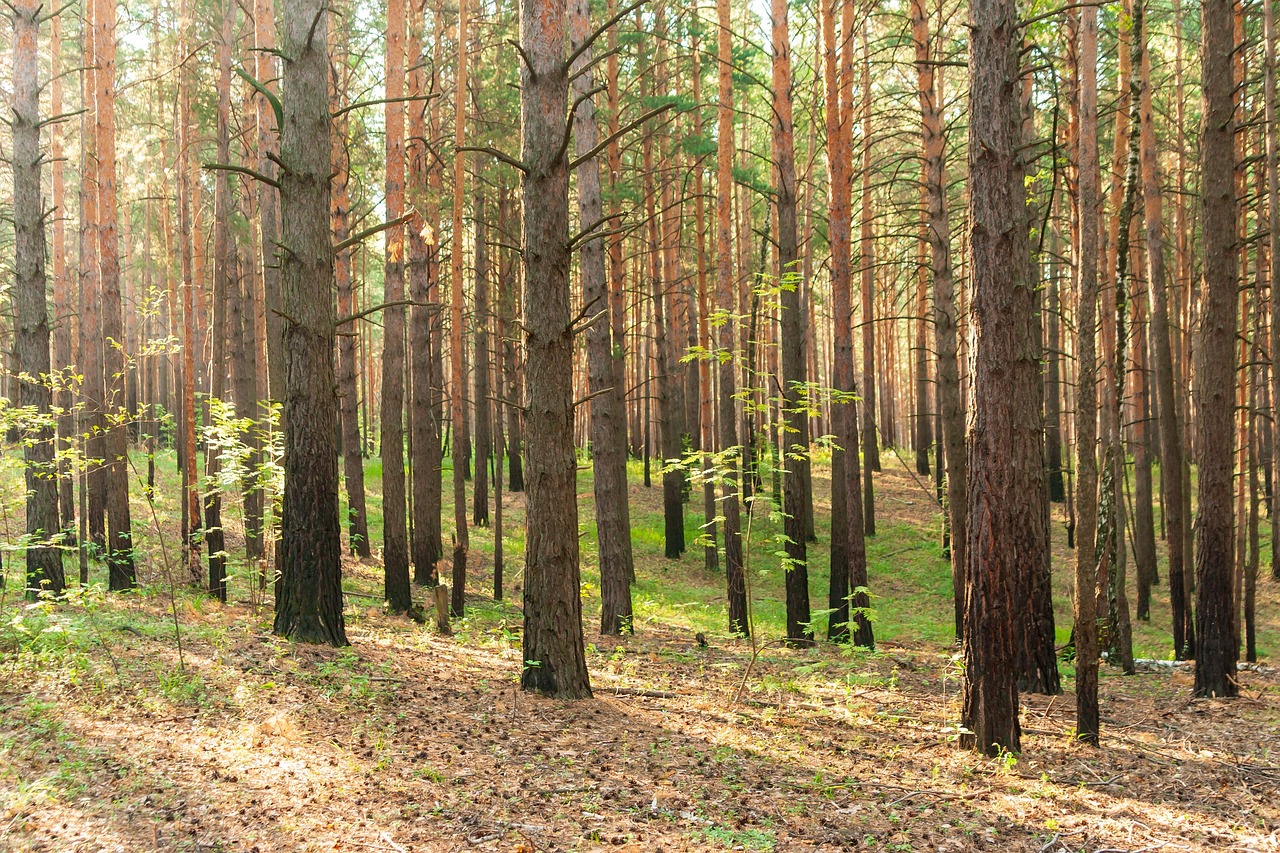 Bäume Wald Natur - Kostenloses Foto auf Pixabay - Pixabay