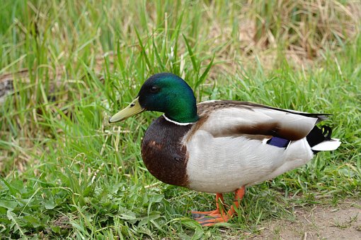 Free Duck Drake photo and picture