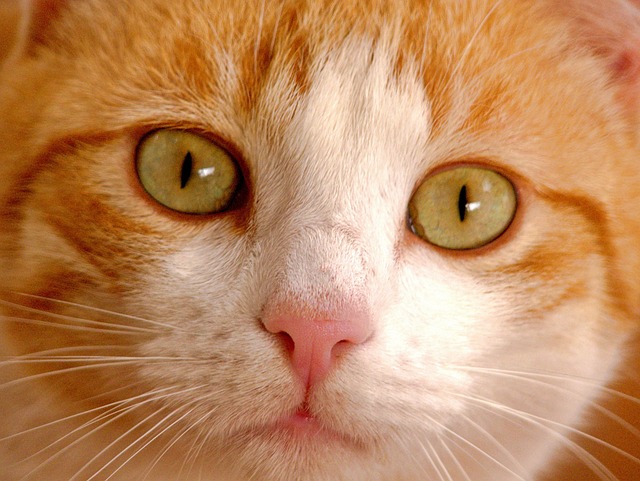 Free Cat Mascot photo and picture