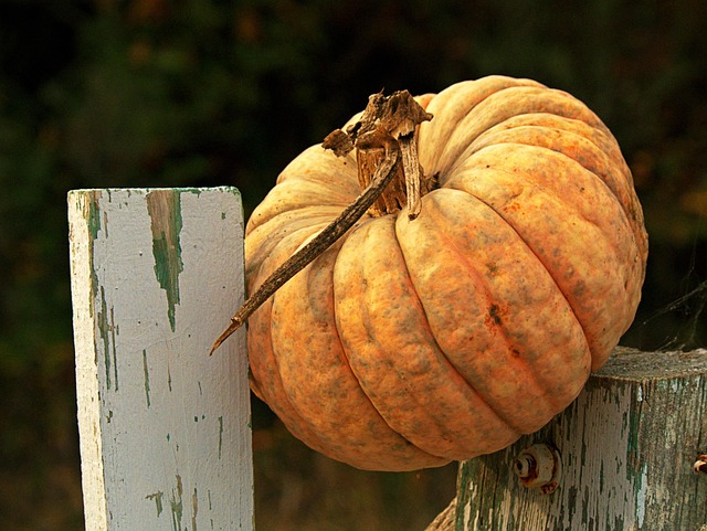 Free Vegetable Pumpkin photo and picture