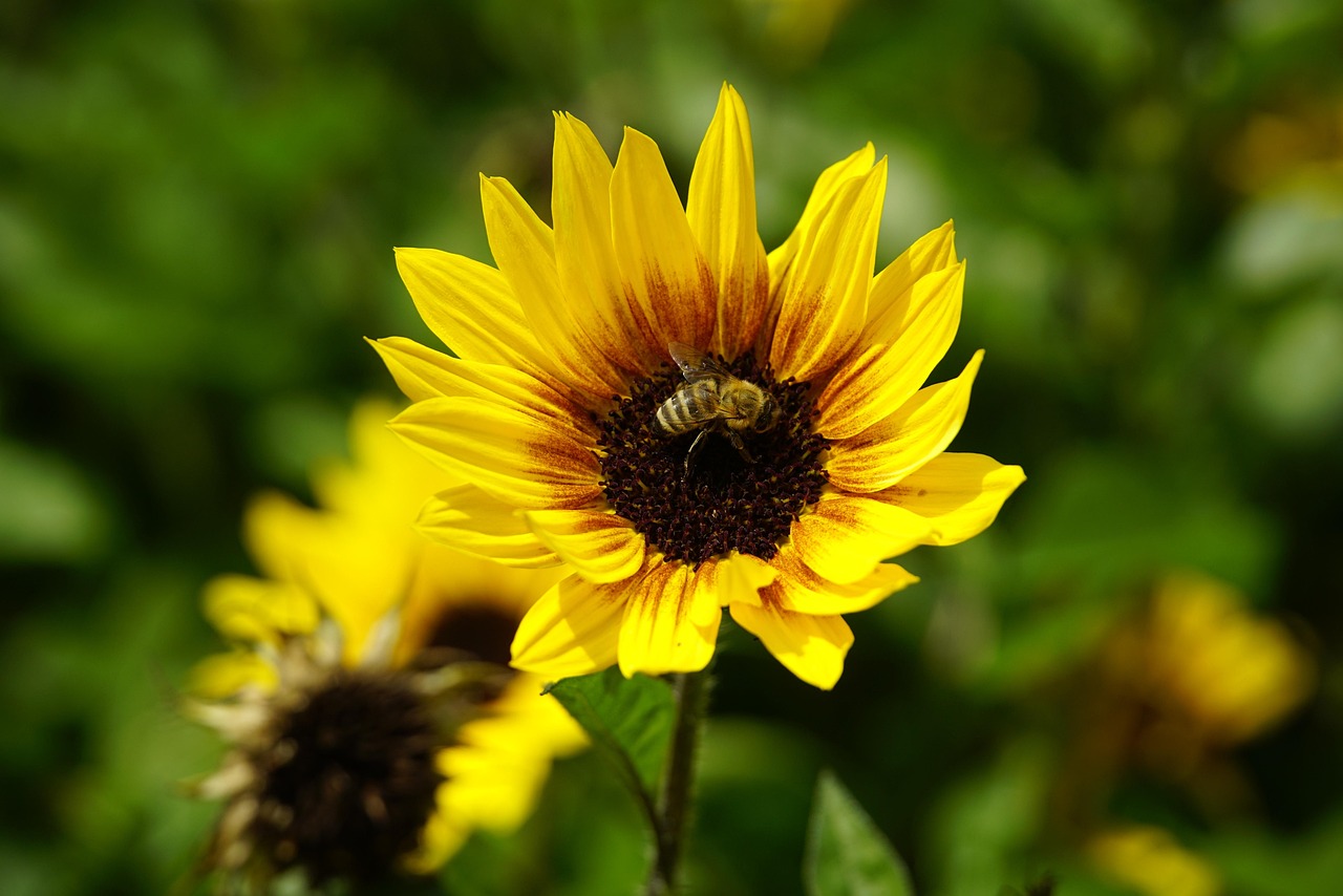 Sunflower Bee Pollination - Free photo on Pixabay - Pixabay