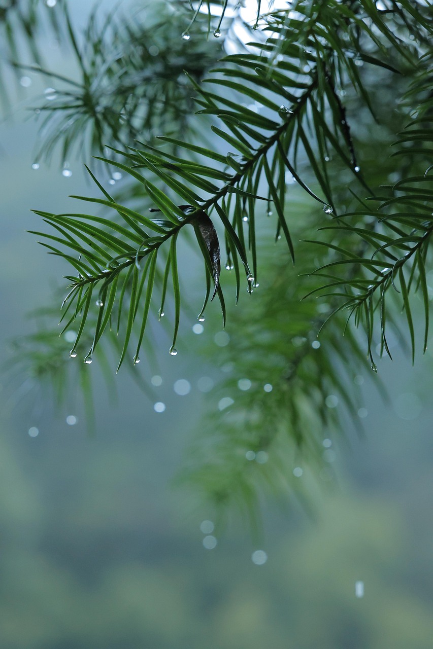 Rain Tree Evergreen Free photo on Pixabay
