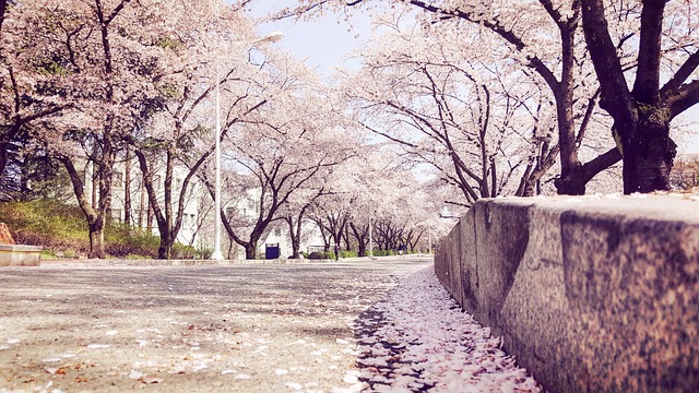 Træer, Vej, Parkere, Cherry Blossom