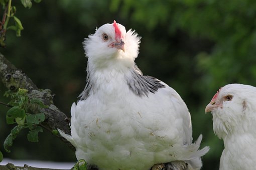 45 Gambar Hewan Ayam Betina HD Terbaru