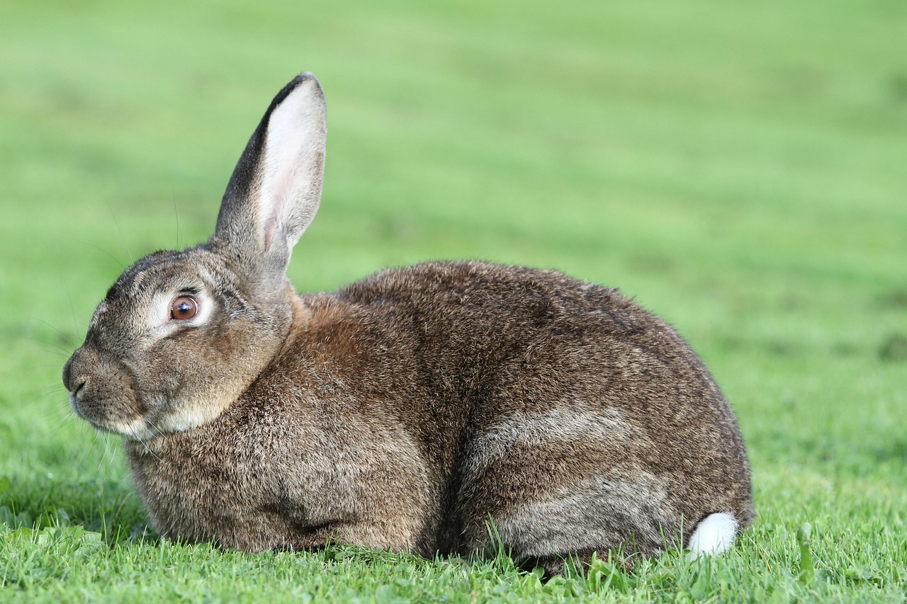 Animal Rabbit Mammal - Free photo on Pixabay