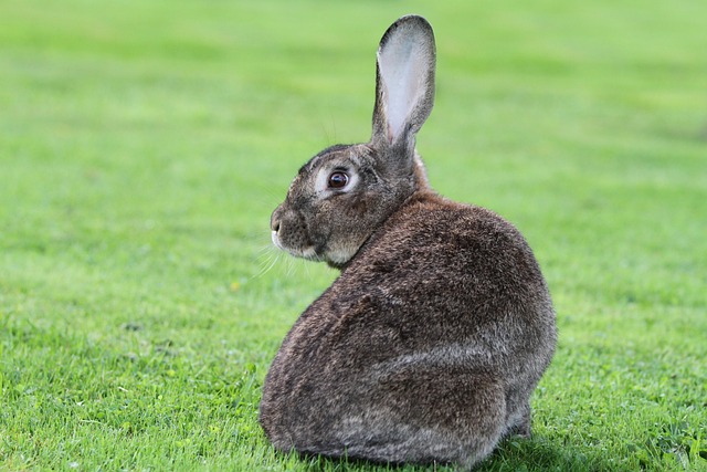 Tusked Rabbit Animal Rabbit Mammal - Free photo on Pixabay - Pixabay
