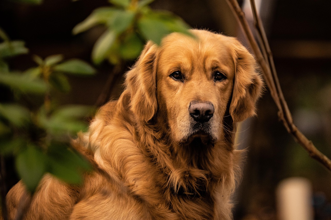 Foto Gratis De Golden Retriever 100 000 Golden Retriever Hund Bilder