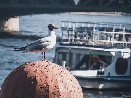 Free Black-Headed Gull Bird photo and picture