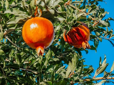 Free Tree Ripe photo and picture