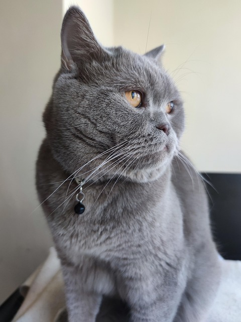 Free Cat Mascot photo and picture