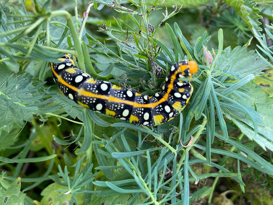 Caterpillar Insect Butterfly - Free photo on Pixabay - Pixabay