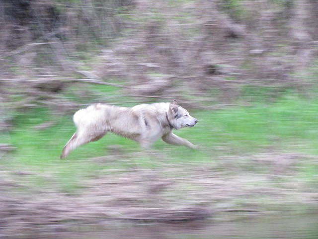 Free Dog Forest photo and picture