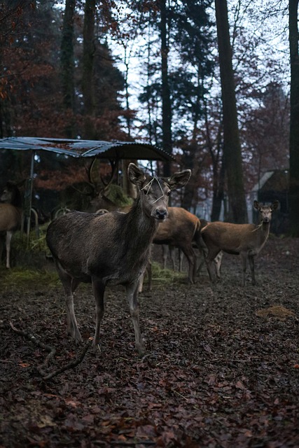 Free Deer Forest photo and picture
