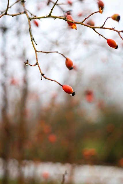 Free Flowers Rose Hip photo and picture