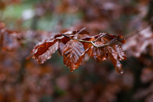 Free Leaves Foliage photo and picture