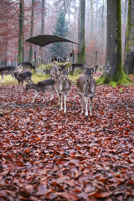 Free Deer Wildlife photo and picture