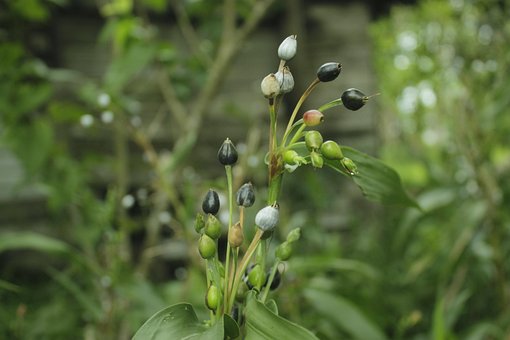 Free Plant Seed photo and picture