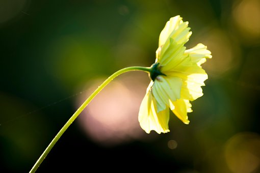 Blume, Gelb, Gelbe Blume