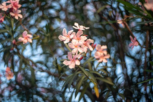 Blomster, Blomstring, Bloom, Blomstre