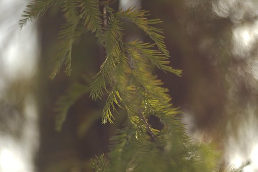 Skallet Sypress, Seder, Natur