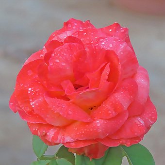 Flor, Rosa, Pétalos, Naturaleza, Bloom