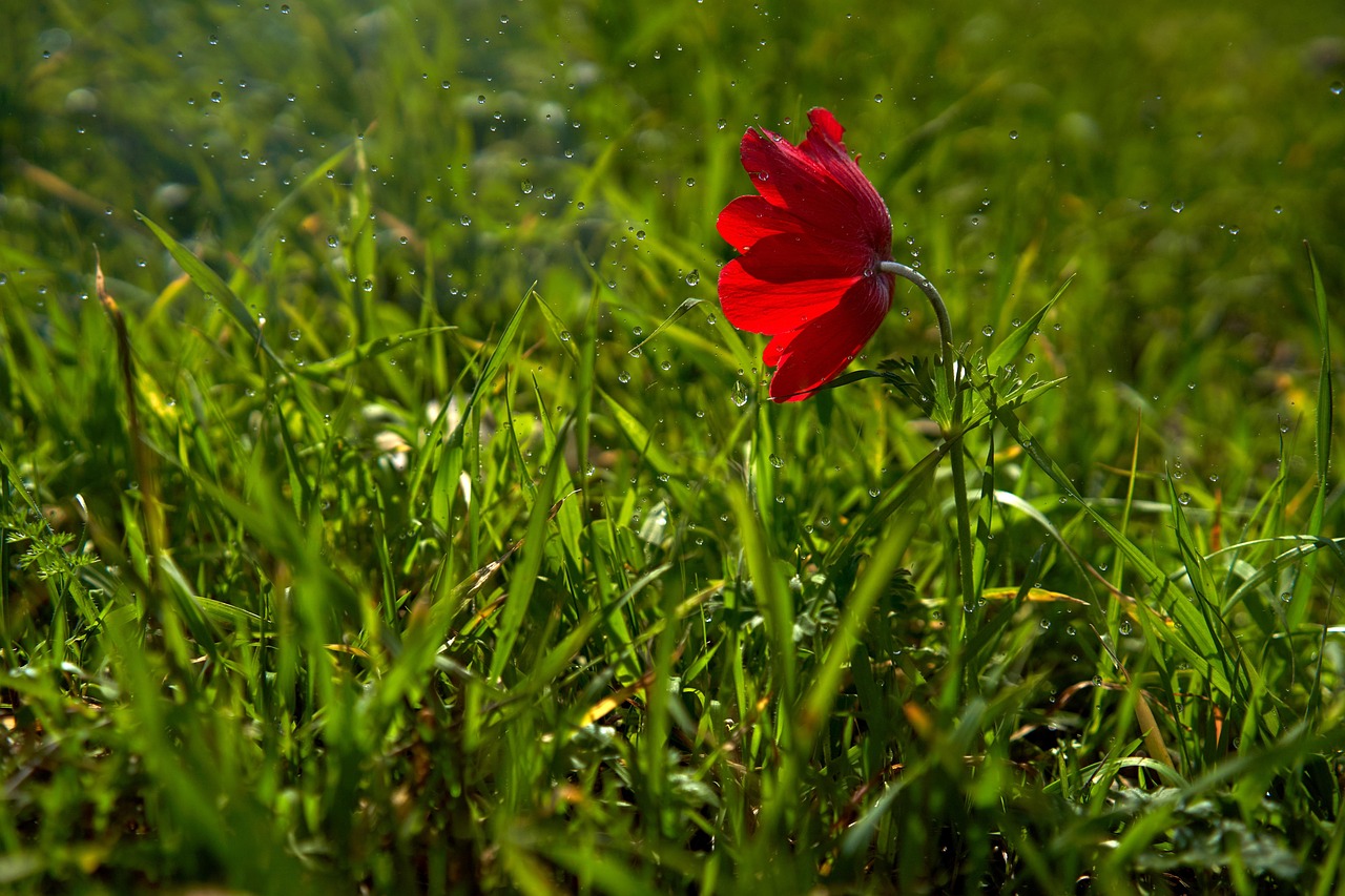 Anemone Flower Grass Water Free photo on Pixabay Pixabay