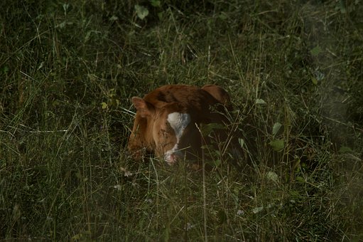 Kalb, Kuh, Wiese, Tier, Schlafend, Vieh