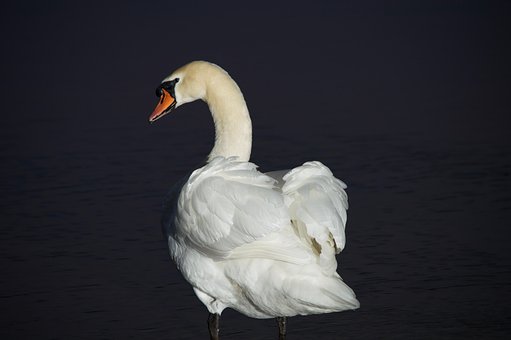 Vogel, Schwan, Vogelkunde, Spezies