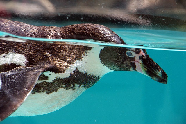 Free Bird Penguin photo and picture