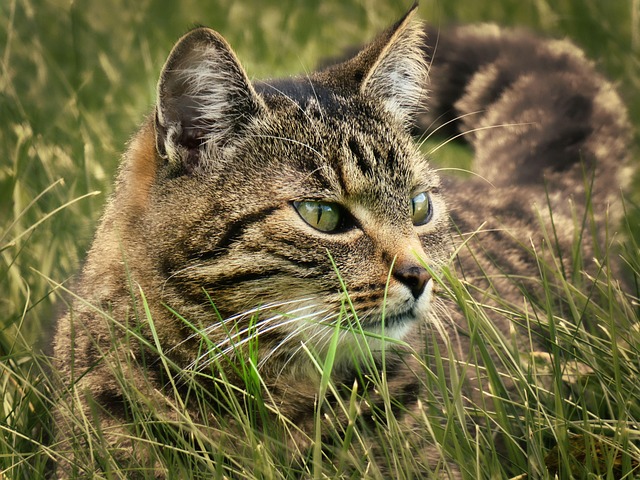 Free Animal Cat photo and picture