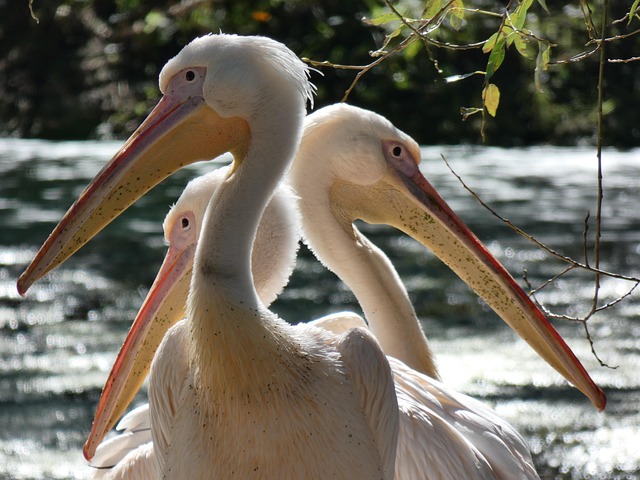 Free Birds Pelican photo and picture