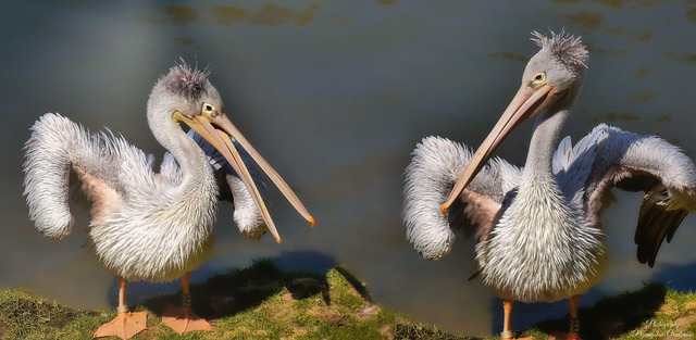 Free Birds Pelican photo and picture