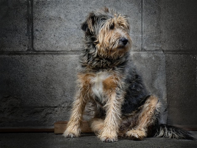 Free Dog Friend photo and picture