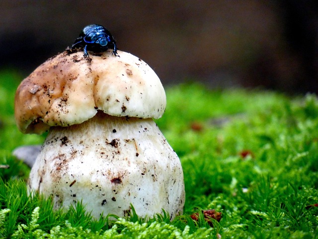 Free Down Mushrooms photo and picture